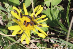 Anthaxiini