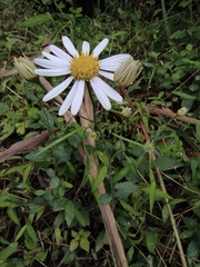 Aster indicus