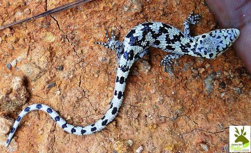 Abronia mixteca