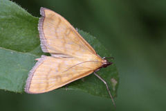 Mecyna flavalis