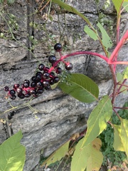 Phytolacca americana