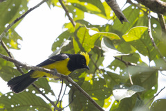 Melanochlora sultanea