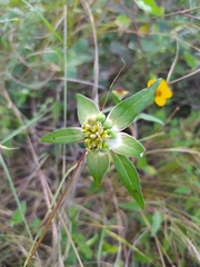 Euphorbia schiedeana
