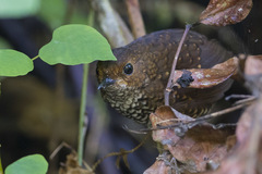 Pnoepyga pusilla