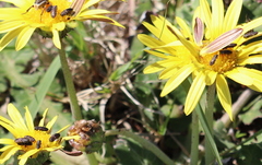 Anthaxiini