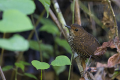 Pnoepyga pusilla