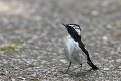 Ficedula westermanni