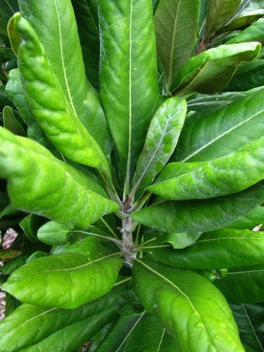 Pittosporum napaliense