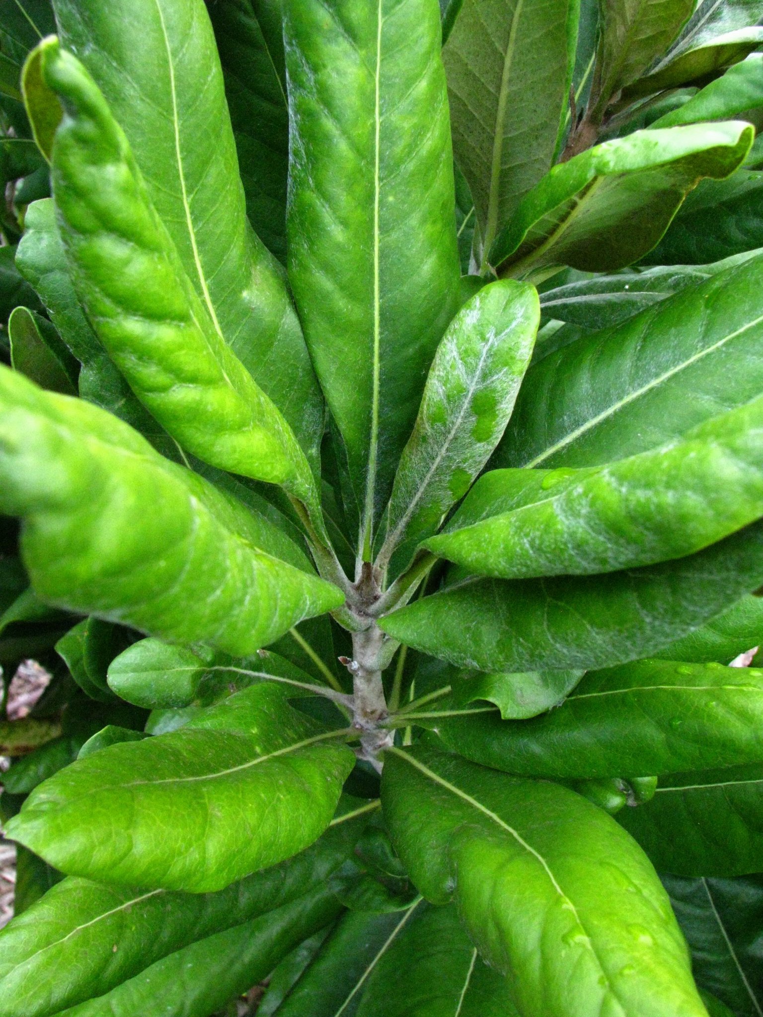 Pittosporum napaliense