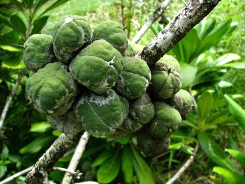 Pittosporum napaliense