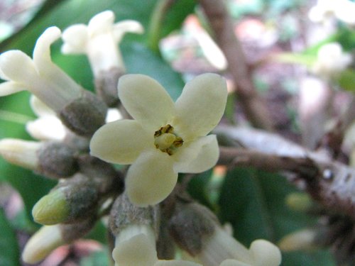 Pittosporum napaliense