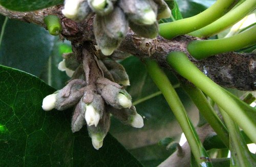 Pittosporum napaliense
