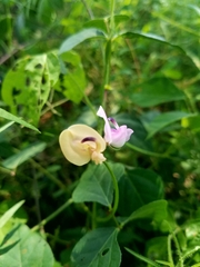 Strophostyles helvola