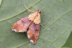Agrotera nemoralis