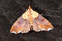 Agrotera nemoralis