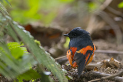 Pericrocotus solaris montanus