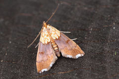 Agrotera nemoralis
