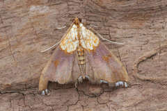 Agrotera nemoralis