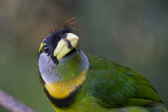 Psilopogon pyrolophus