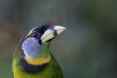 Psilopogon pyrolophus