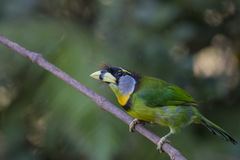 Psilopogon pyrolophus