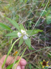 Euphorbia schiedeana