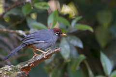 Pterorhinus mitratus