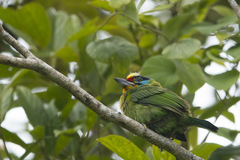 Psilopogon oorti