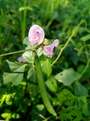 Strophostyles helvola