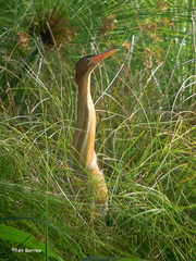 Ixobrychus minutus payesii