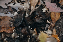 Craterellus cornucopioides