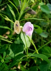 Strophostyles helvola