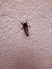 Lepidoptera