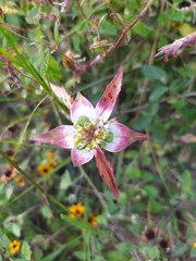 Euphorbia schiedeana