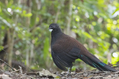 Polyplectron inopinatum