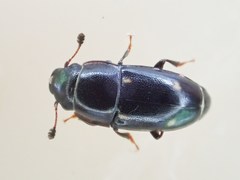 Glischrochilus siepmanni