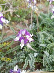 Astragalus amatus