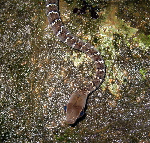 Barred Forest Racer