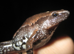 Gastrophryne elegans