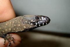 Lepidophyma tuxtlae