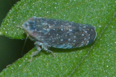 Scaphytopius frontalis
