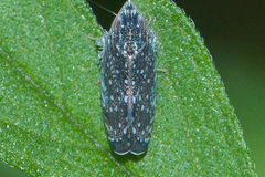 Scaphytopius frontalis