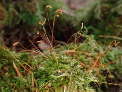 Herzogiella seligeri