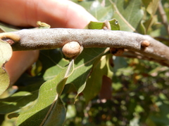 Allokermes galliformis