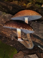Leratiomyces squamosus