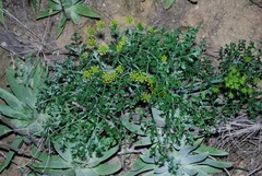 Lomatium insulare