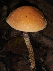 Leratiomyces squamosus