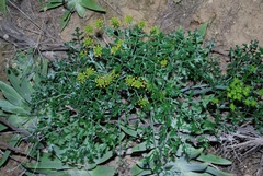 Lomatium insulare