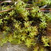 Rusty Beard-Moss - Photo (c) Stefan Gey, some rights reserved (CC BY-NC), uploaded by Stefan Gey