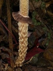 Leratiomyces squamosus